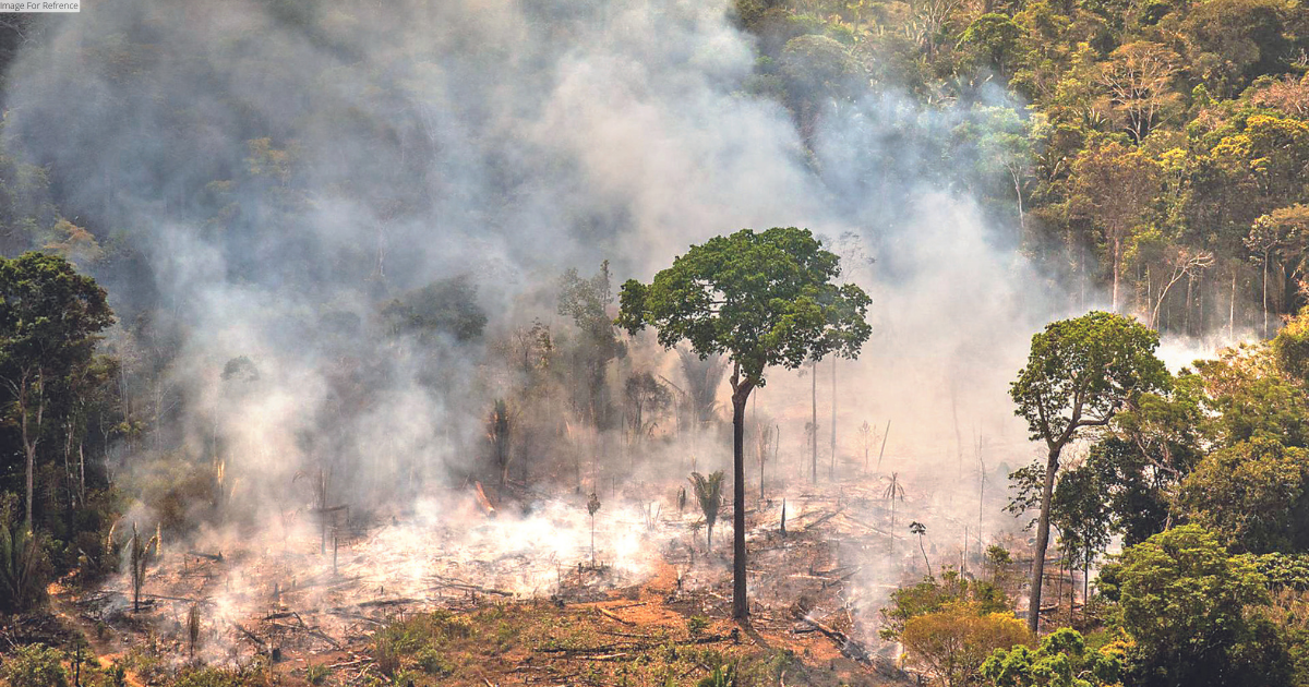 4 essential reads about future of world’s largest rainforest